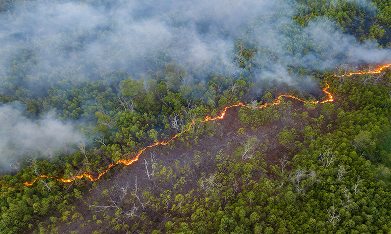 A bush fire in a jungle.