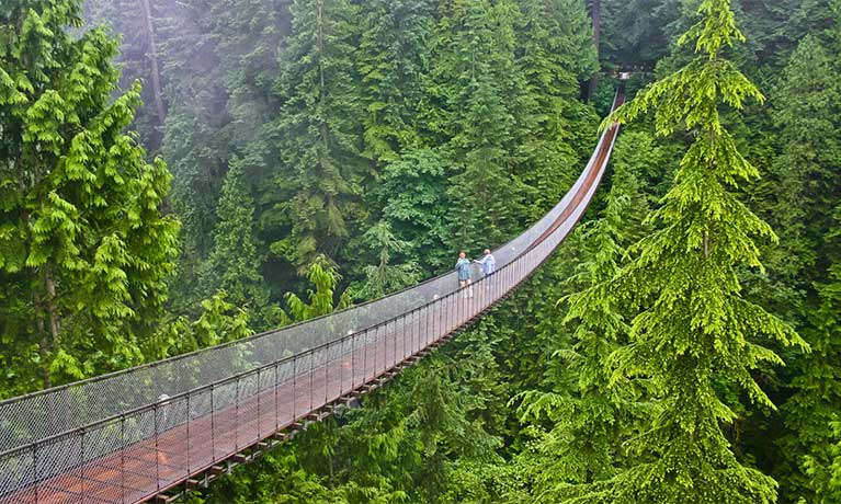 a walk-over bridge in a forest