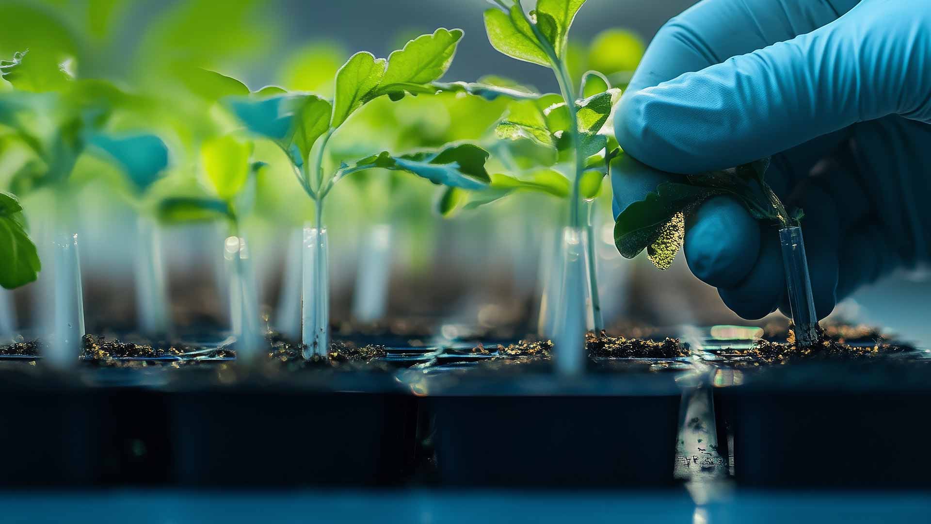 Lab experiment showing a hand with gloves and tube grown plants