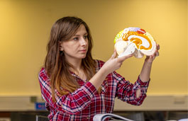 Woman holding a model of a brain