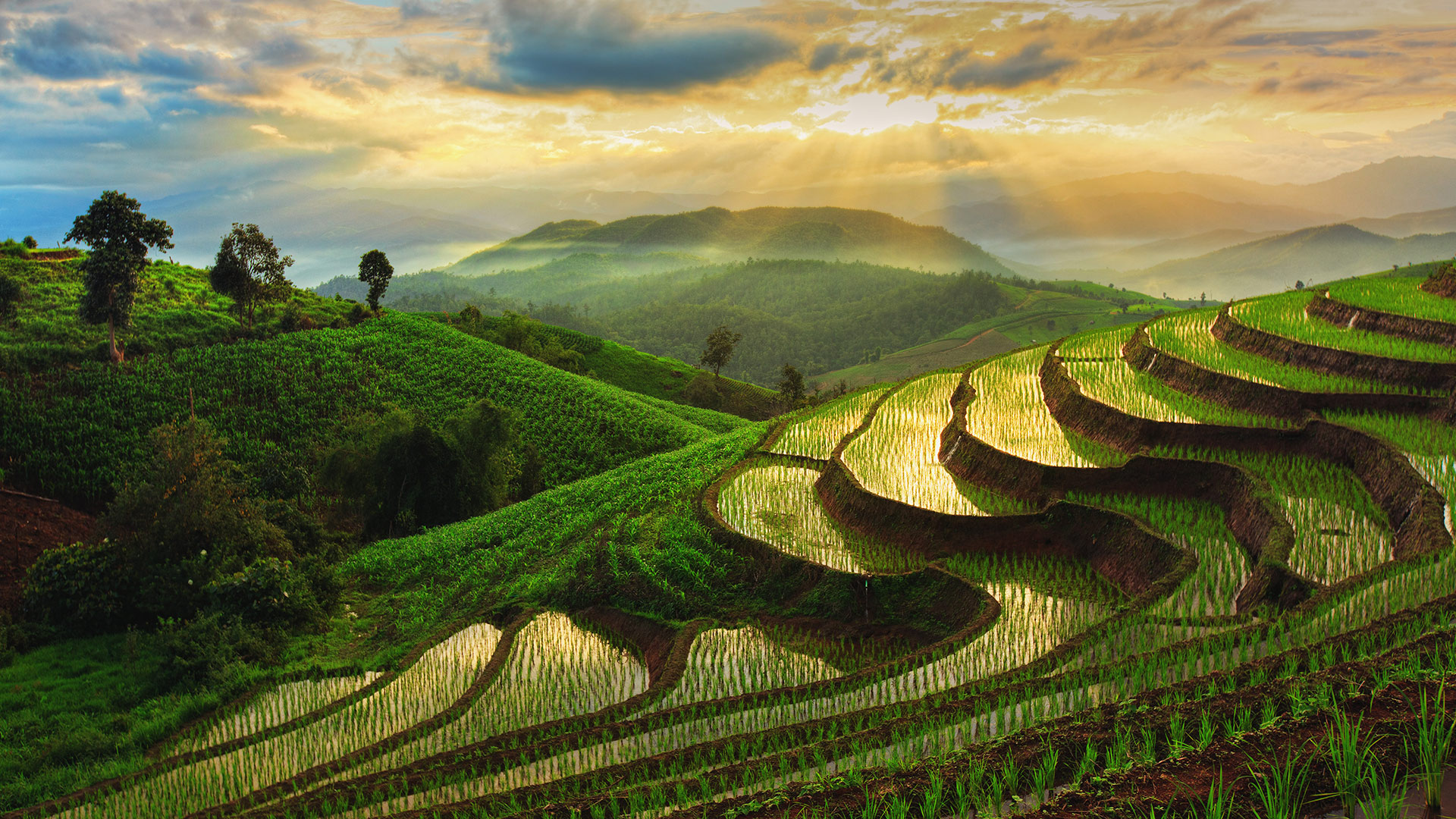 A green lush landscape, with terraced fields.