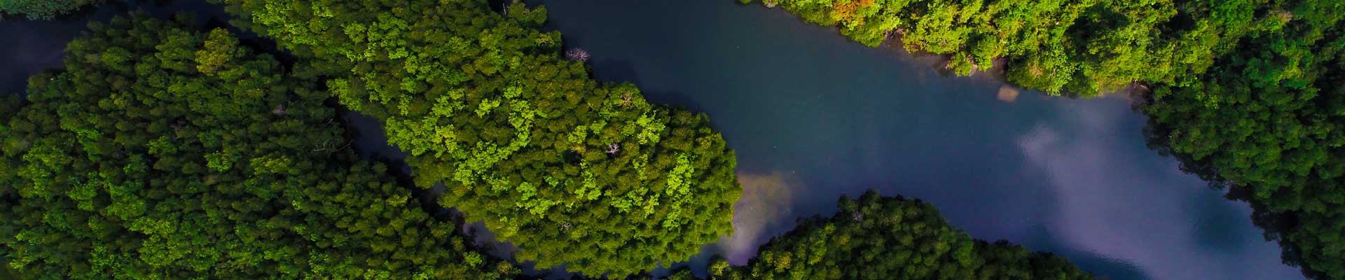 a river running through forest trees