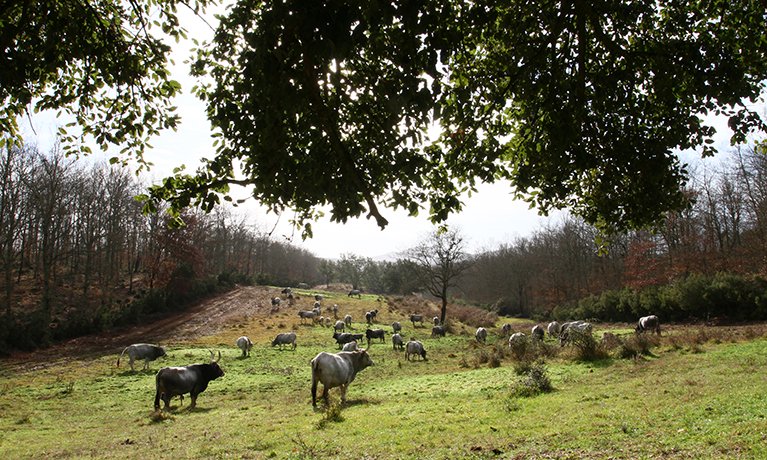 Cows wandering round a field.