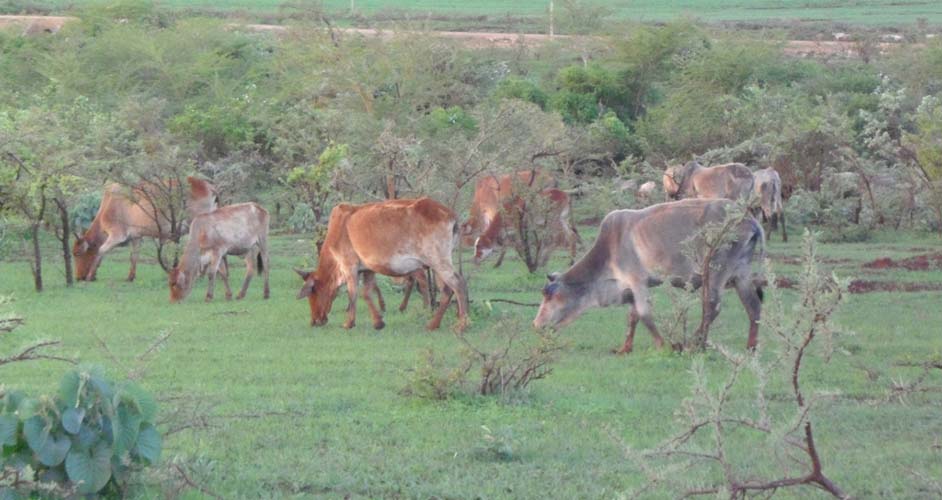 Cattle and crops