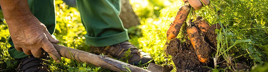 Gardener digging up a bunch of carrots