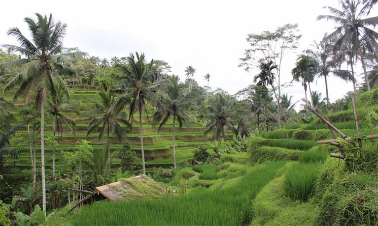 The long food movement