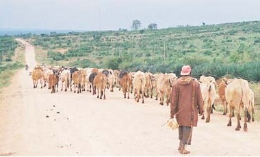 A farmer guiding cattle down a long dusty road