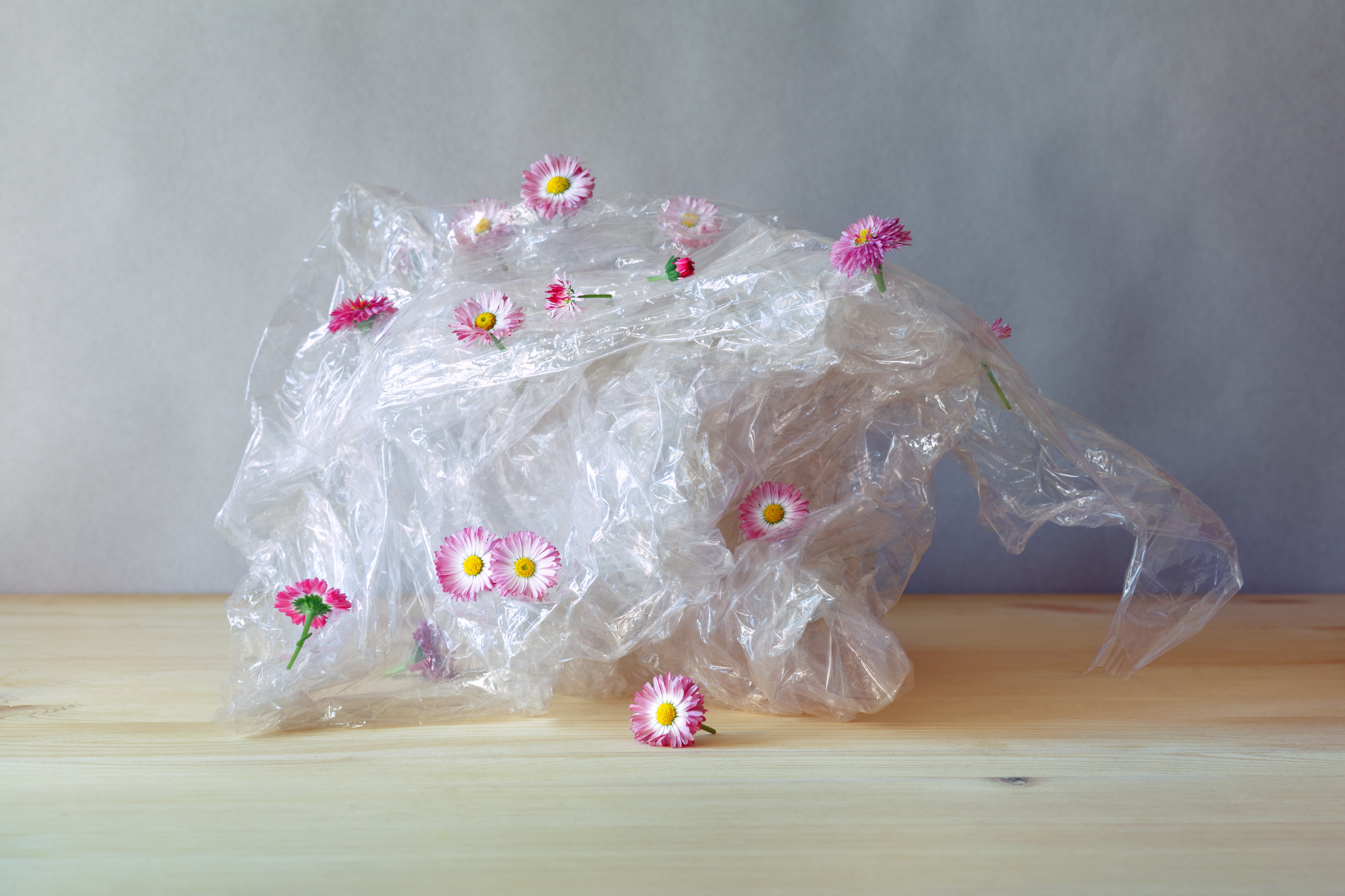 An image of plastic packaging on a bench with several pink daisy's attached