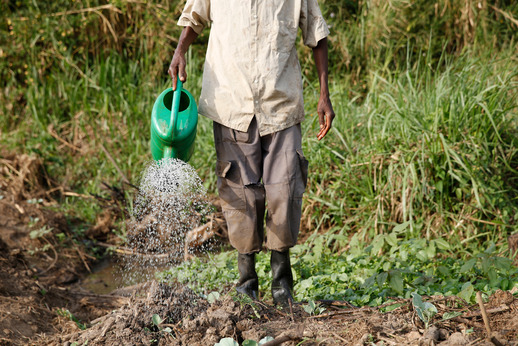A farmer watering crops with a watering can in Uganda