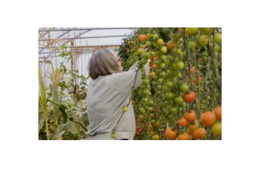 A person tending to tomatos in a green house