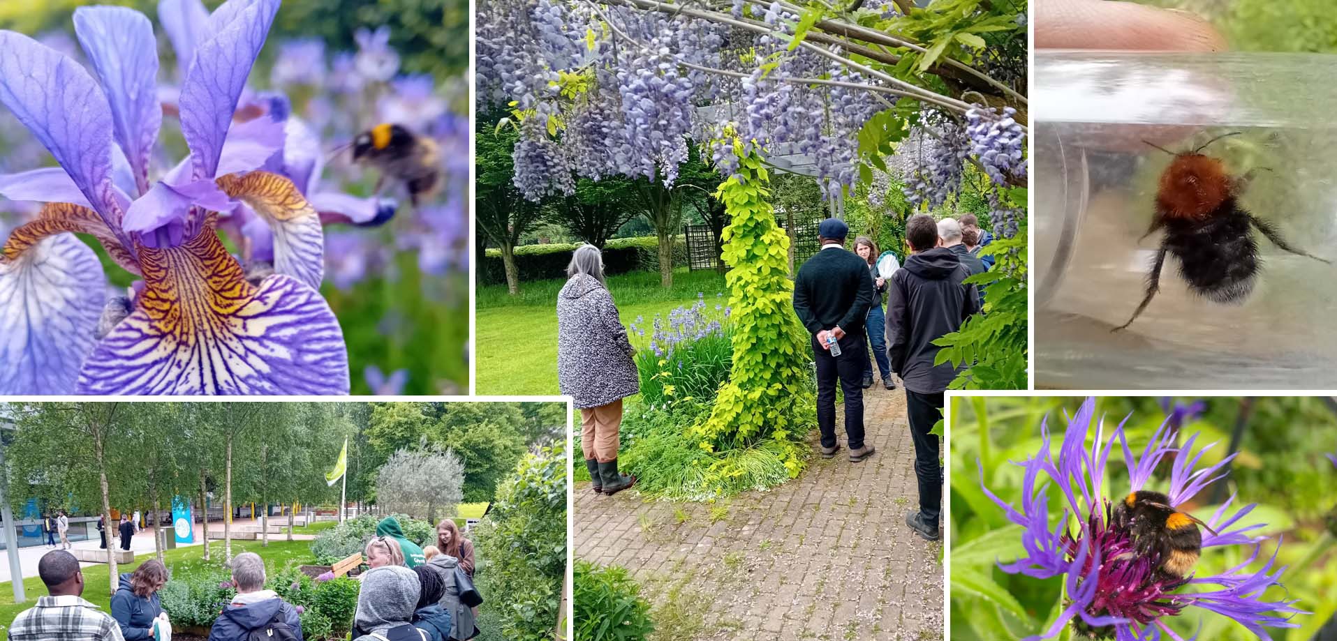 Montage of pictures of people walking around gardens observing bees with purple flowers 