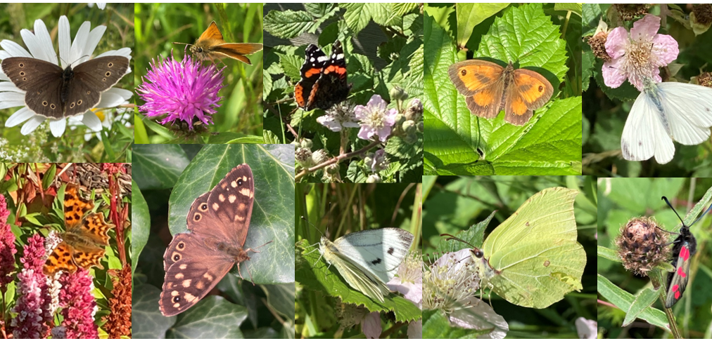 A collage of various species of butterfly on flowers and greenery