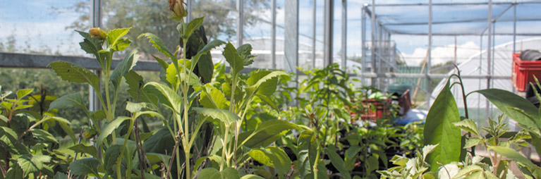 Plants in a greenhouse