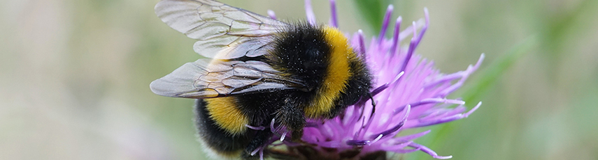 Buff-tailed bumblebee on Knapweed