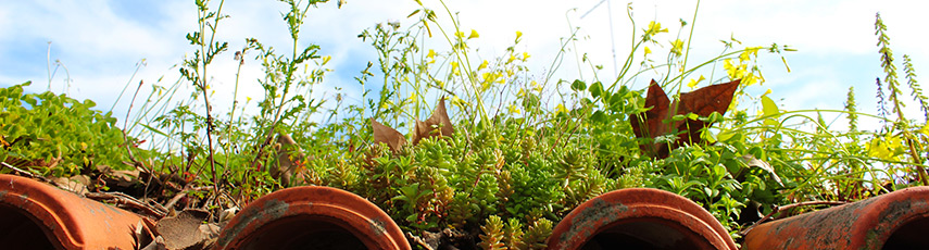 Plants and wildflowers growing on a tile roof