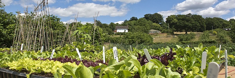 Review of the evidence of outcomes and impact of Ruskin Mill Trust’s Practical Skills and Therapeutic Educational Programme