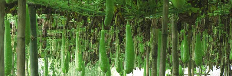 bottle gourds