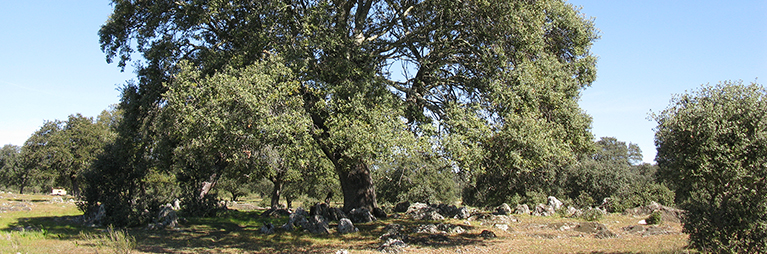 UNDERTREES - Creating knowledge for Understanding ecosystem services of agroforestry systems through a holistic methodological framework