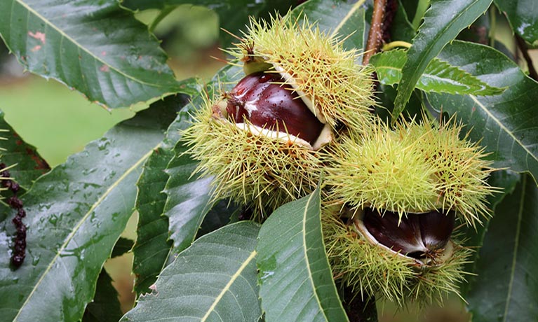 sweet chestnut