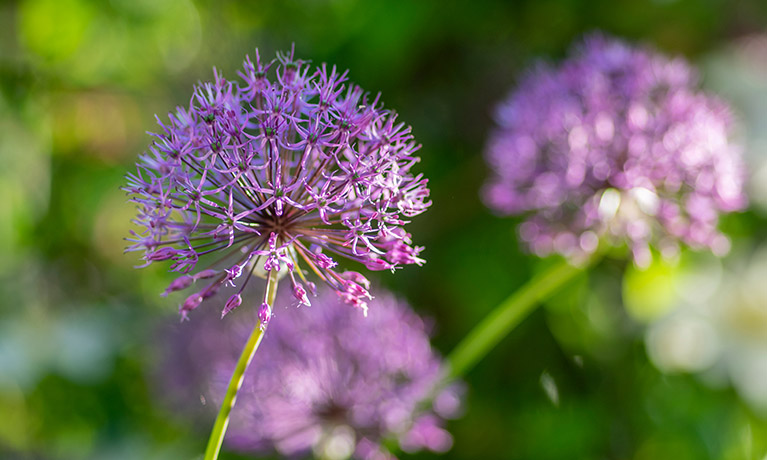 Close up of flowers