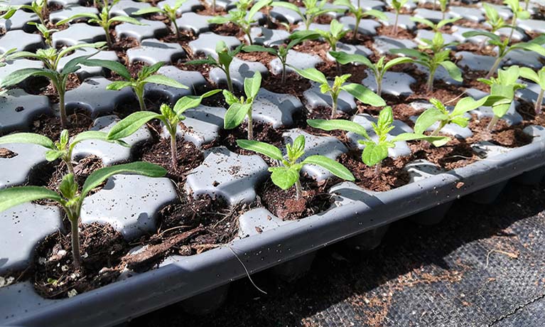 Tomato plants growing in organic soil.