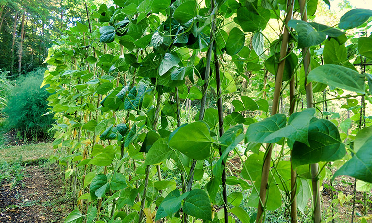 Allotment