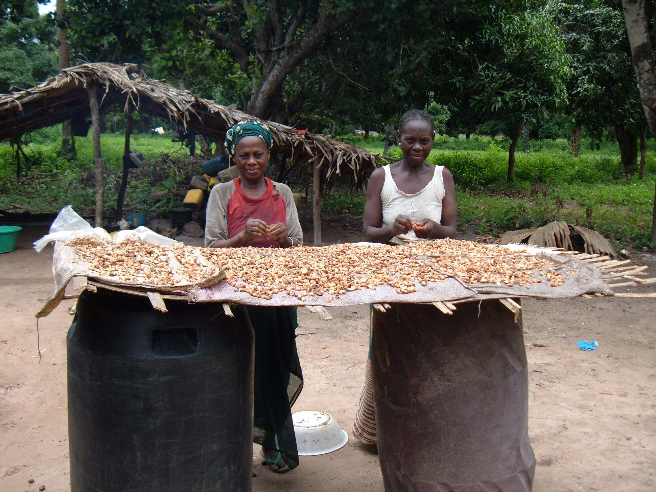 two women dehusking cashews