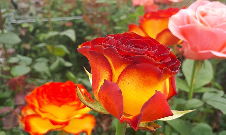 A few roses in a Dutch greenhouse