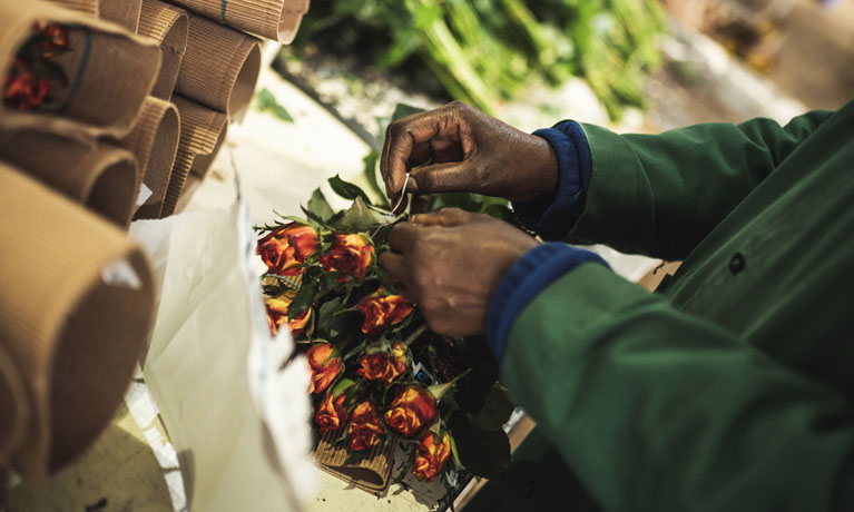 Flower worker preparing bouquet, Christop Köstlin for Fairtrade Germany