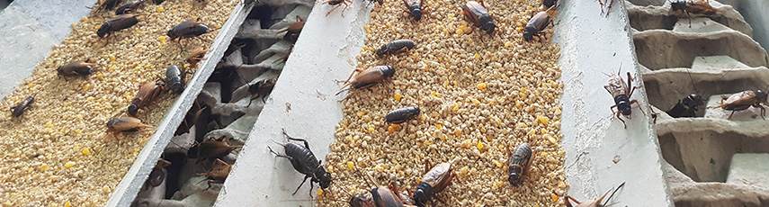 Crickets in an insect farm in Thailand