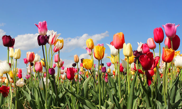 flowers in a field