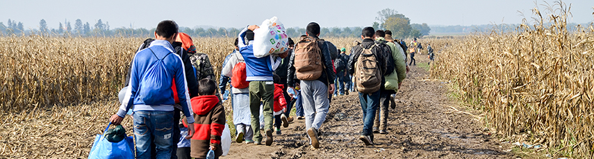 Group of War Refugees walking in cornfield. Syrian refugees crossing border to reach EU. 