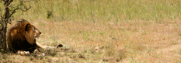 lion under tree