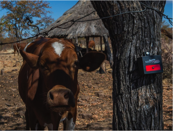 cattle next to a tree