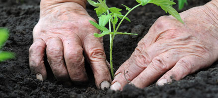 Read more about the Master Gardeners project