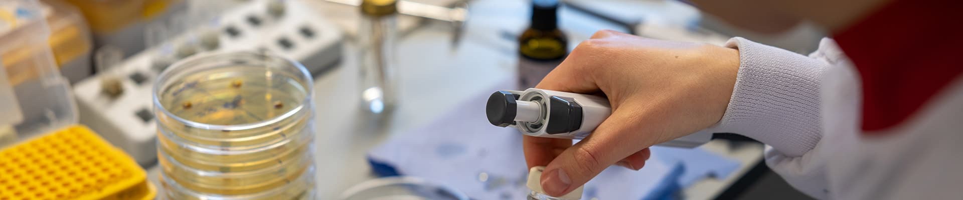 Gloved hands pipetting liquid into petri dishes on a laboratory bench