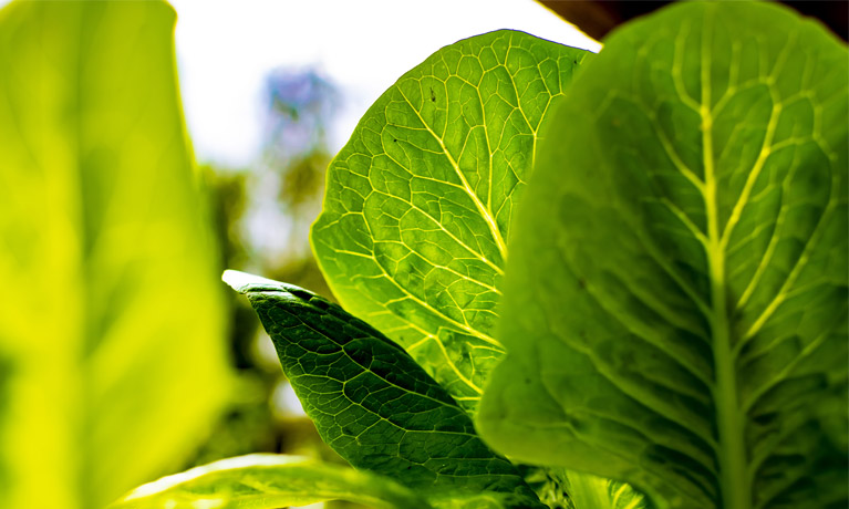 Close up of herb garden at Coventry University