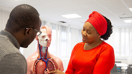 Two students looking at a human internal organ model