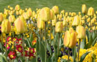 Climate change forces flower festival forward a month since 1960s, study shows