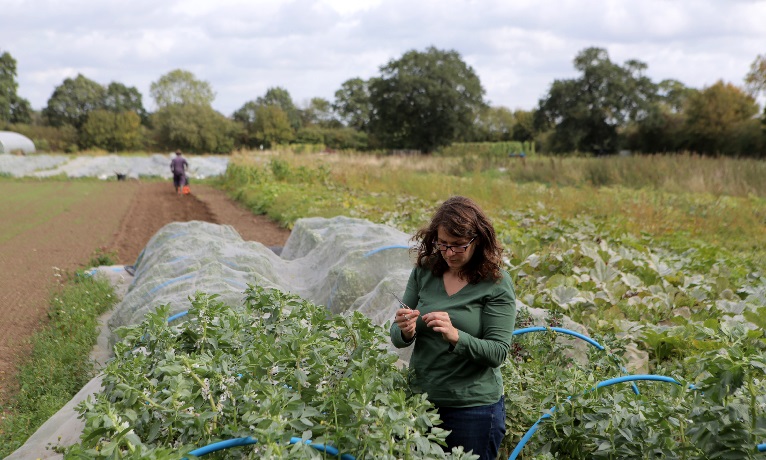 Lady in vegetables field